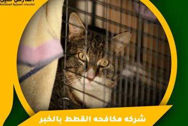 شركة تنظيف منازل بالخفجي