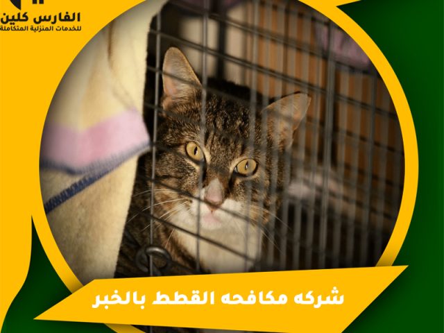 شركه مكافحه القطط بالخبر