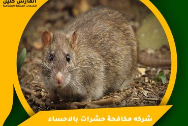 شركة تركيب طارد الحمام بالدمام