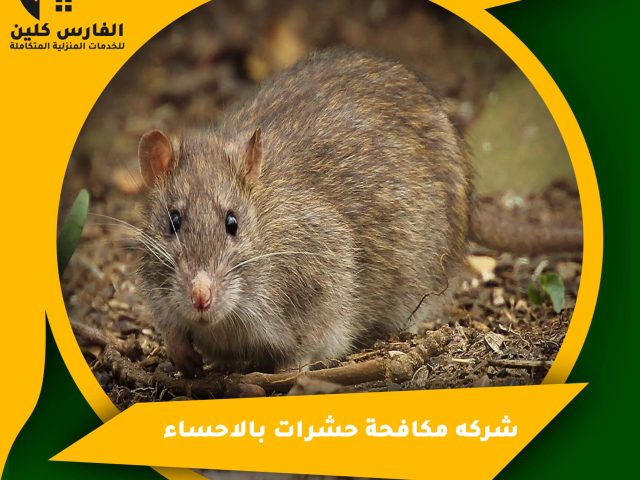 شركة مكافحة حشرات بالاحساء