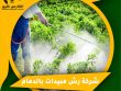 شركة رش مبيدات بالدمام