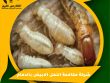 شركة مكافحة النمل الابيض بالدمام