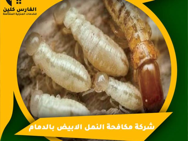 شركة مكافحة النمل الابيض بالدمام