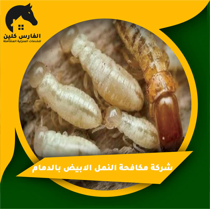 شركة مكافحة النمل الابيض بالدمام