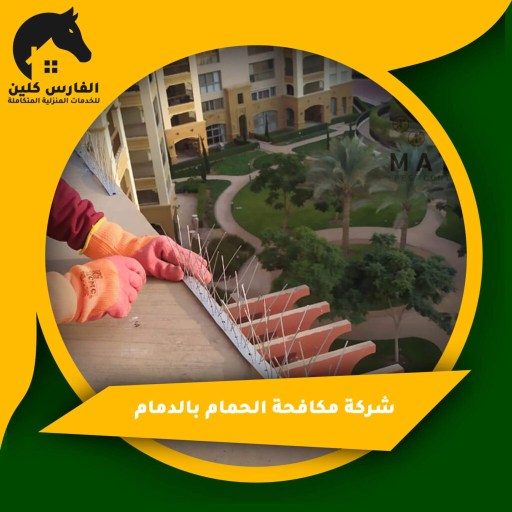 شركة مكافحة الحمام بالدمام