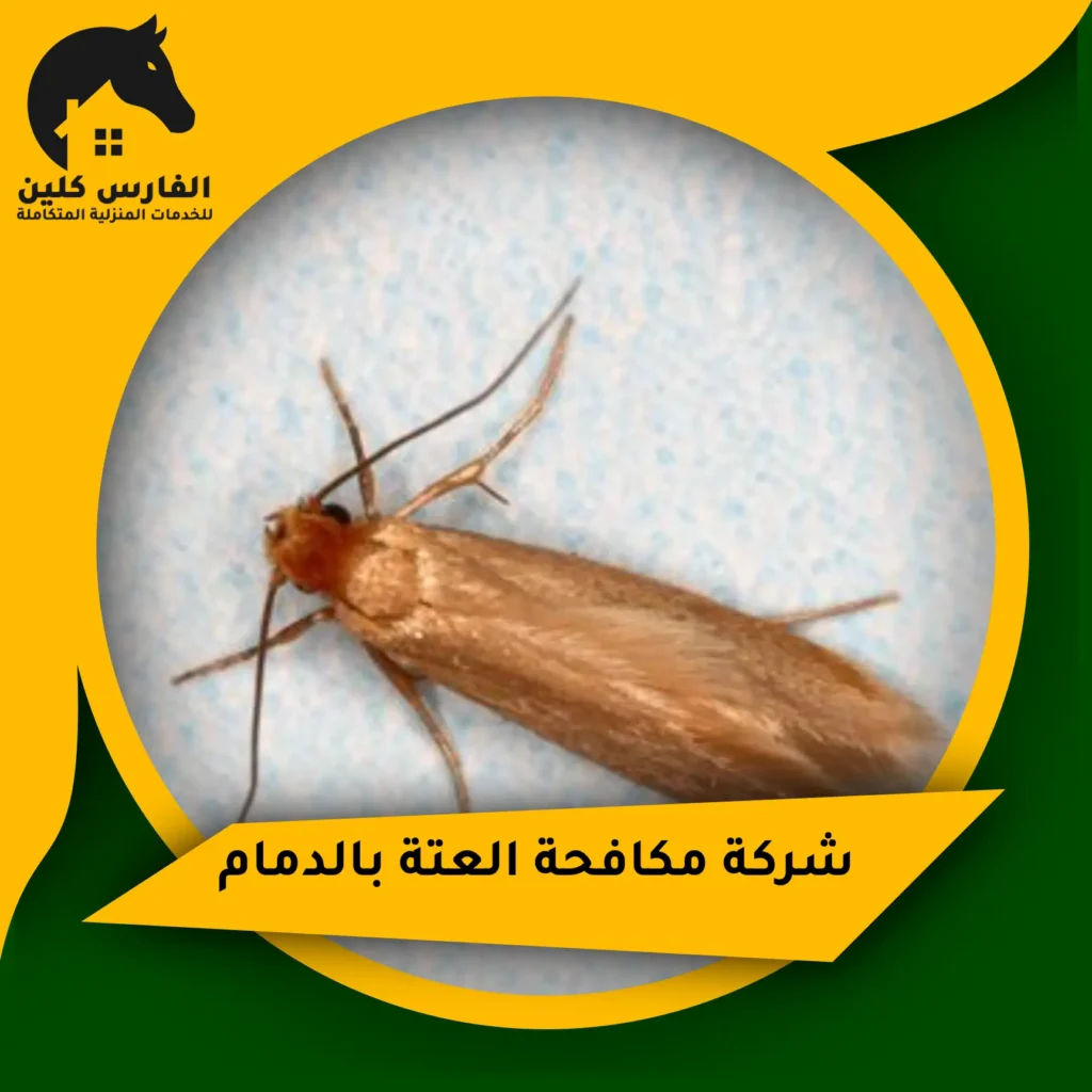 شركة مكافحة العتة بالدمام