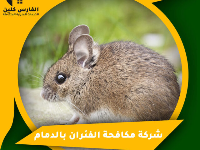 شركة مكافحة الفئران بالدمام