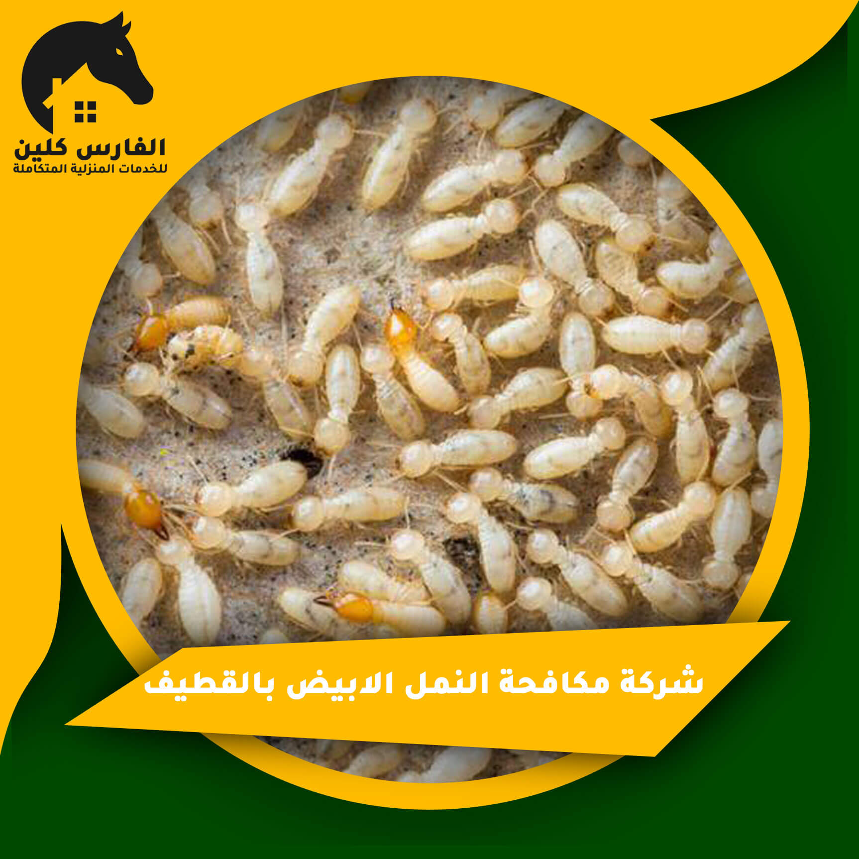 شركات مكافحة النمل الأبيض في القطيف: طرق فعالة لحماية منزلك