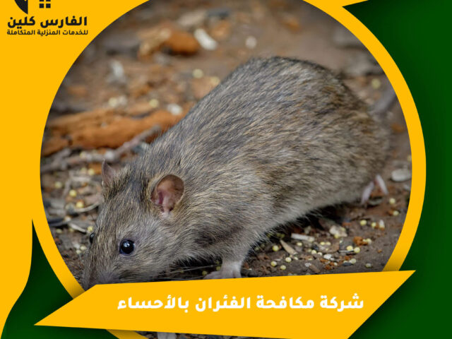 شركة مكافحة الفئران بالأحساء