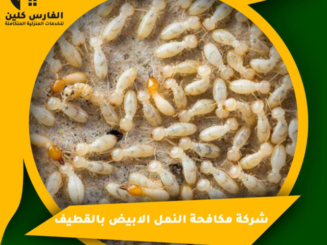 شركة مكافحة النمل الابيض بالقطيف