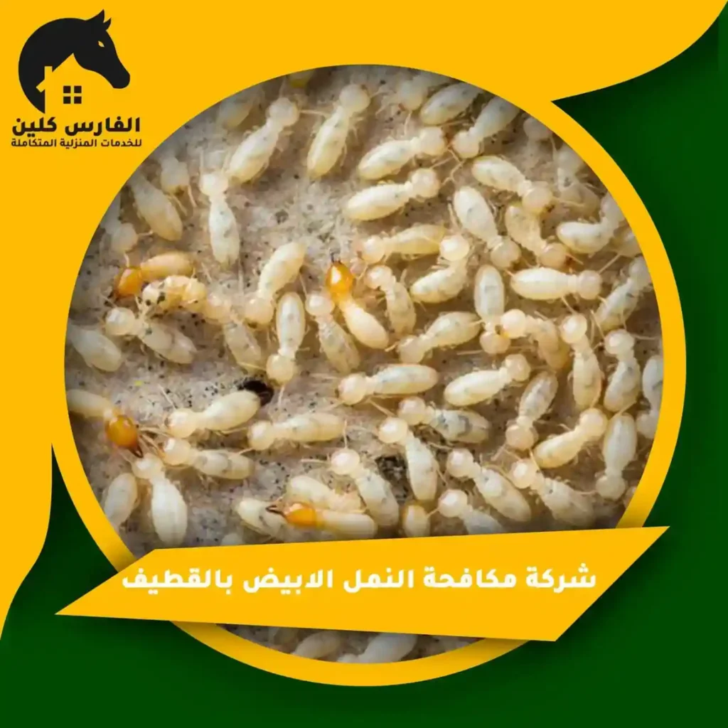 شركة مكافحة النمل الابيض بالقطيف